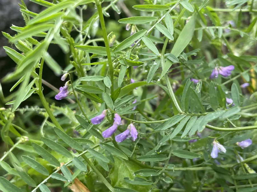Vicia palaestina