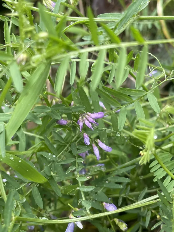 Vicia palaestina