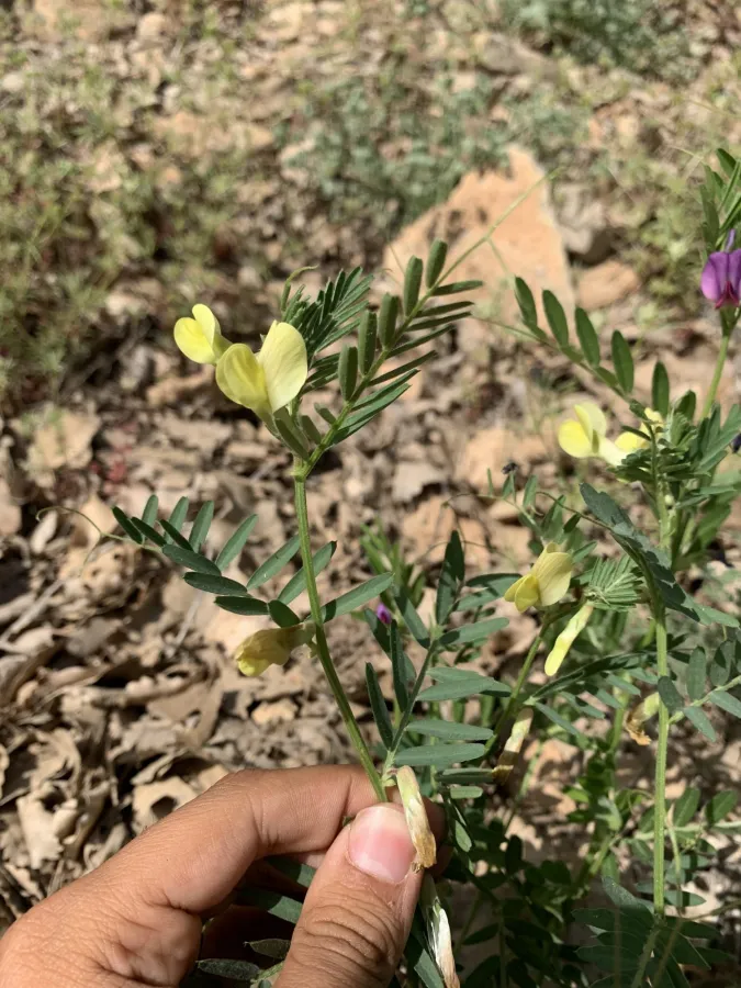 Vicia sericocarpa