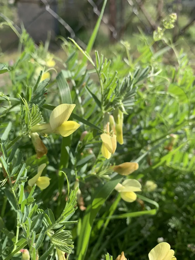 Vicia sericocarpa