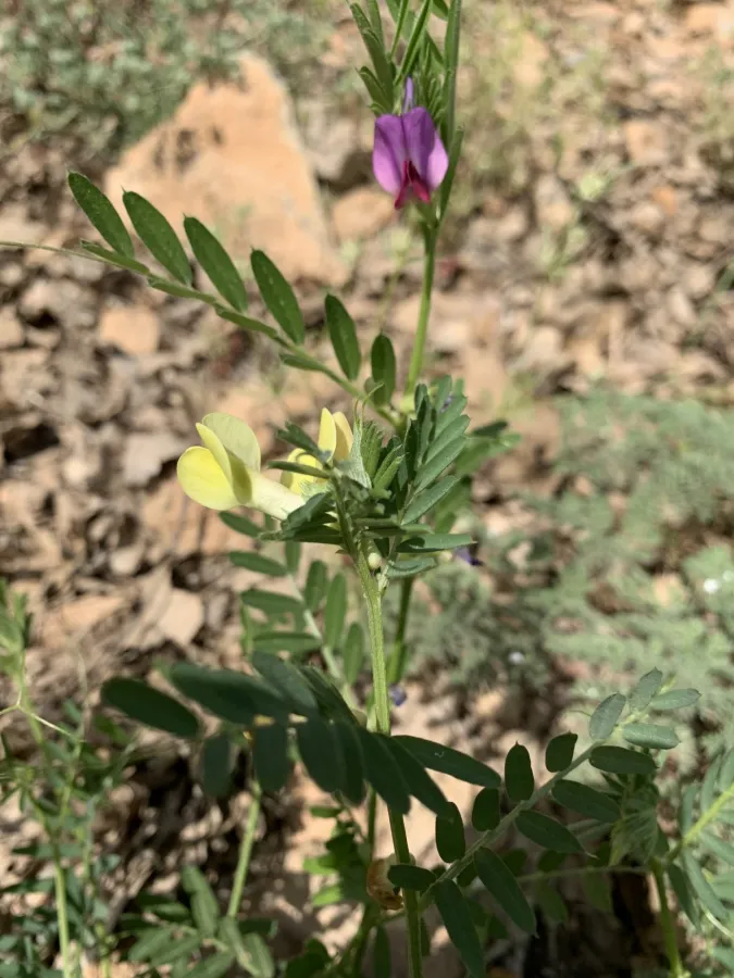 Vicia sericocarpa