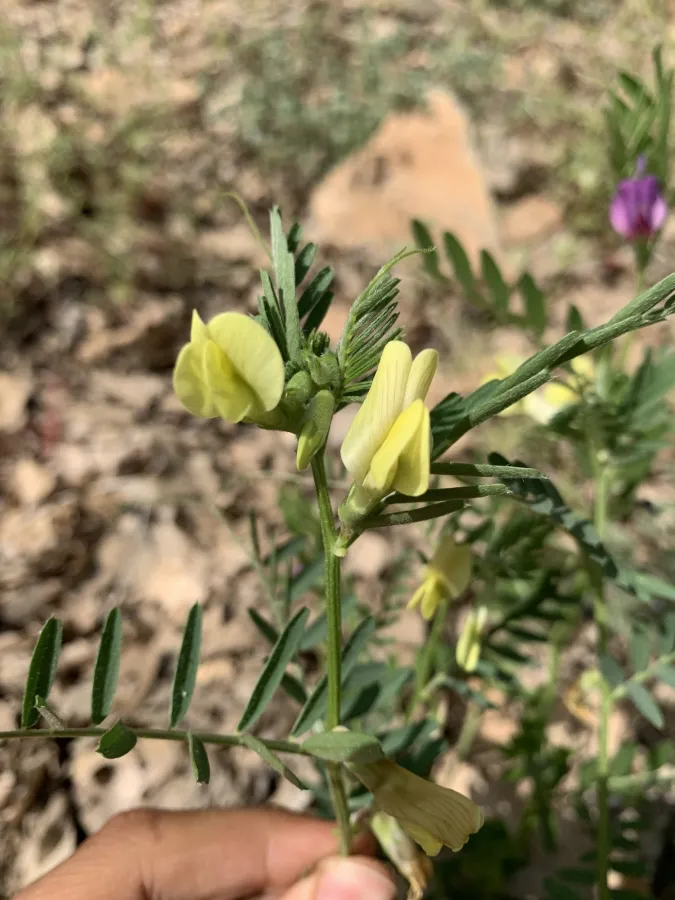 Vicia sericocarpa