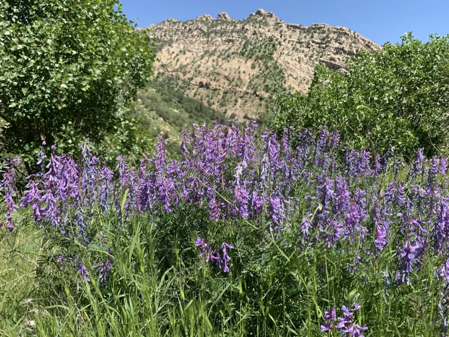 Vicia tenuifolia