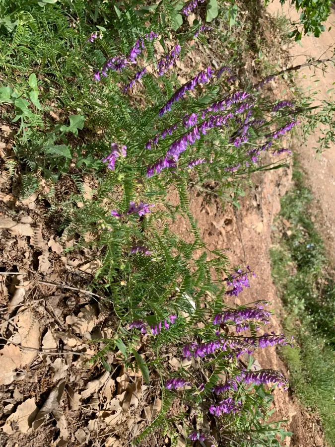 Vicia tenuifolia