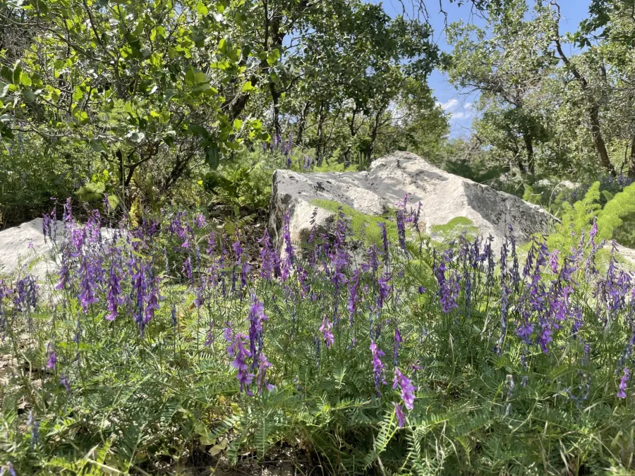 Vicia tenuifolia