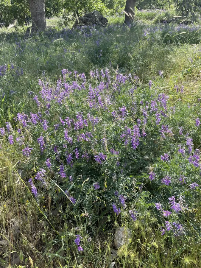 Vicia tenuifolia