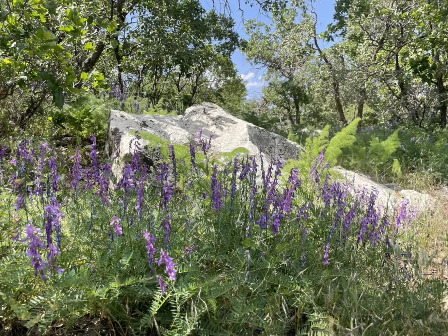 Vicia tenuifolia