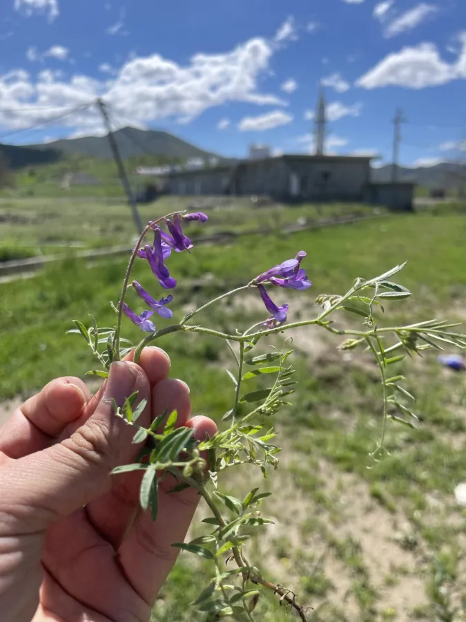 Vicia villosa
