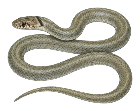 Ring-headed Dwarf Racer