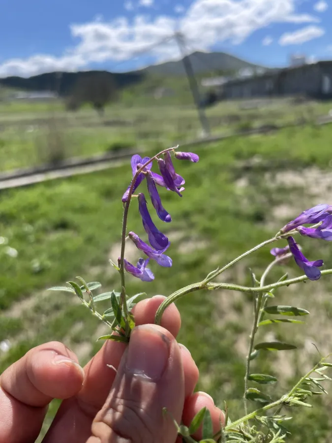 Vicia villosa