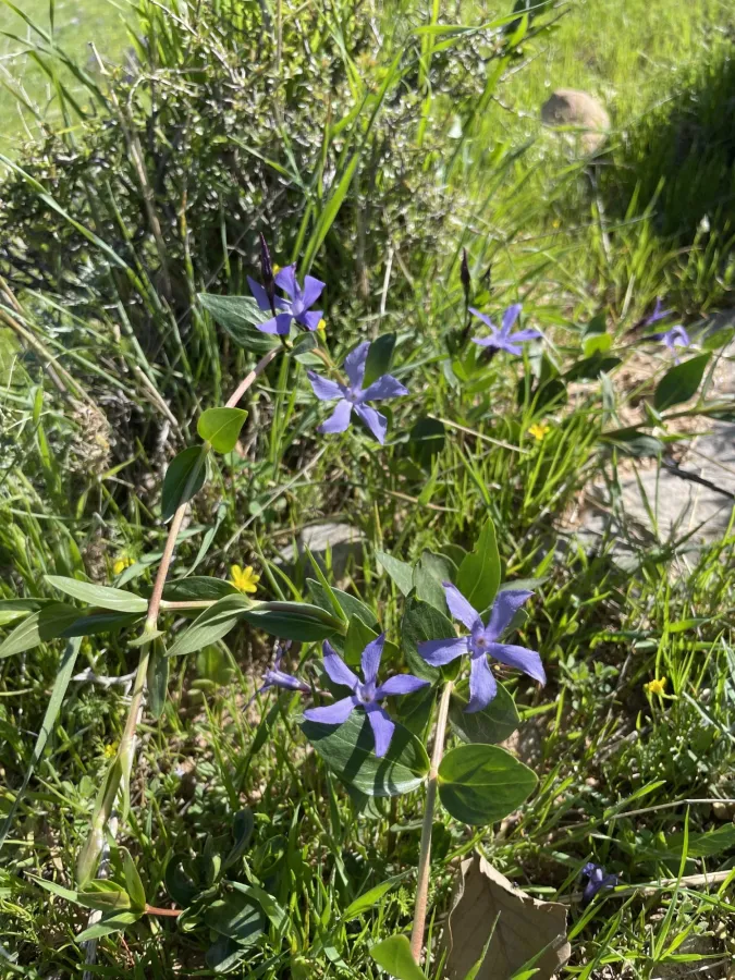 Vinca herbacea