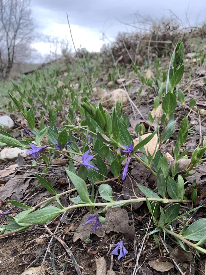 Vinca herbacea