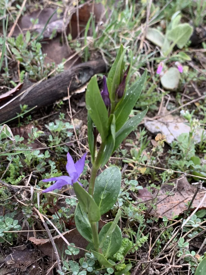 Vinca herbacea