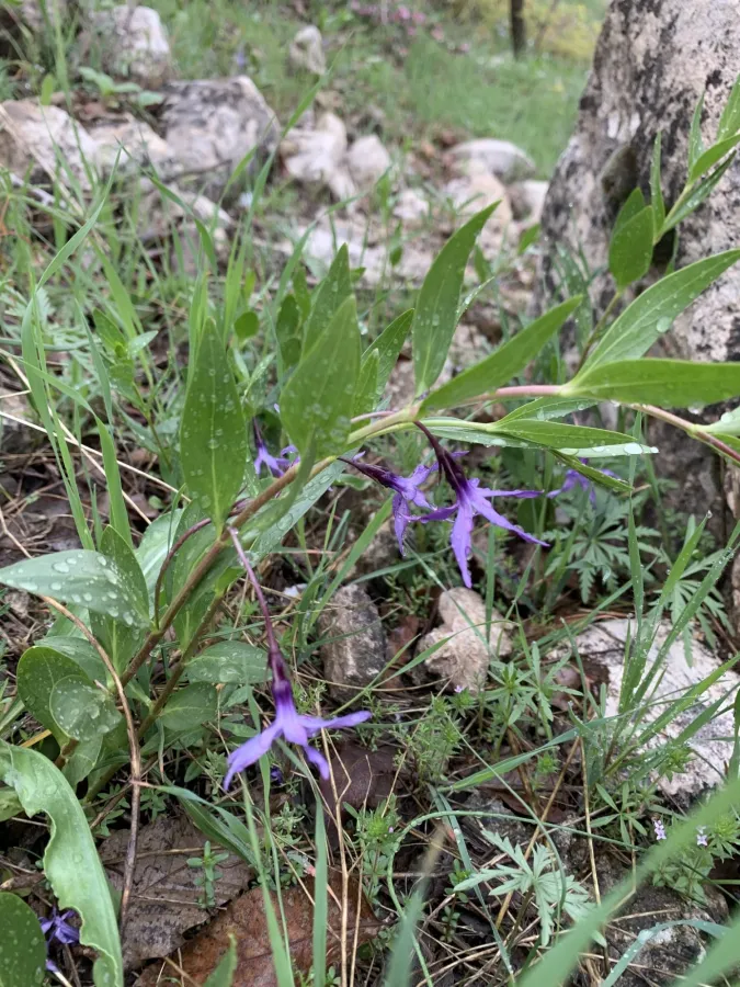 Vinca herbacea
