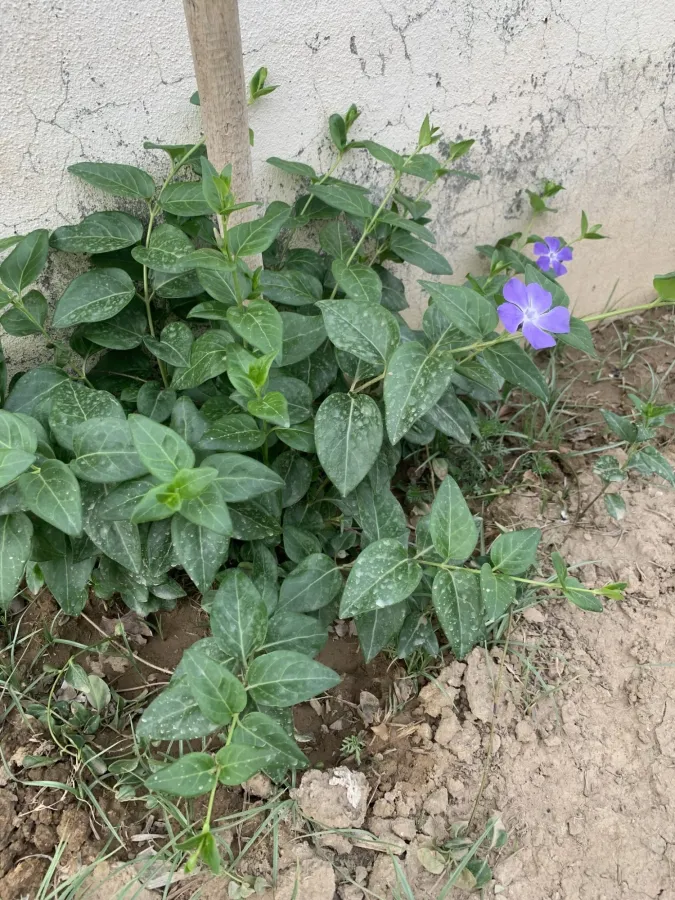 Vinca major