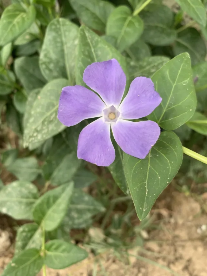 Vinca major