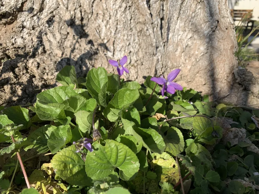 Viola alba