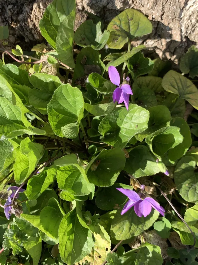 Viola alba