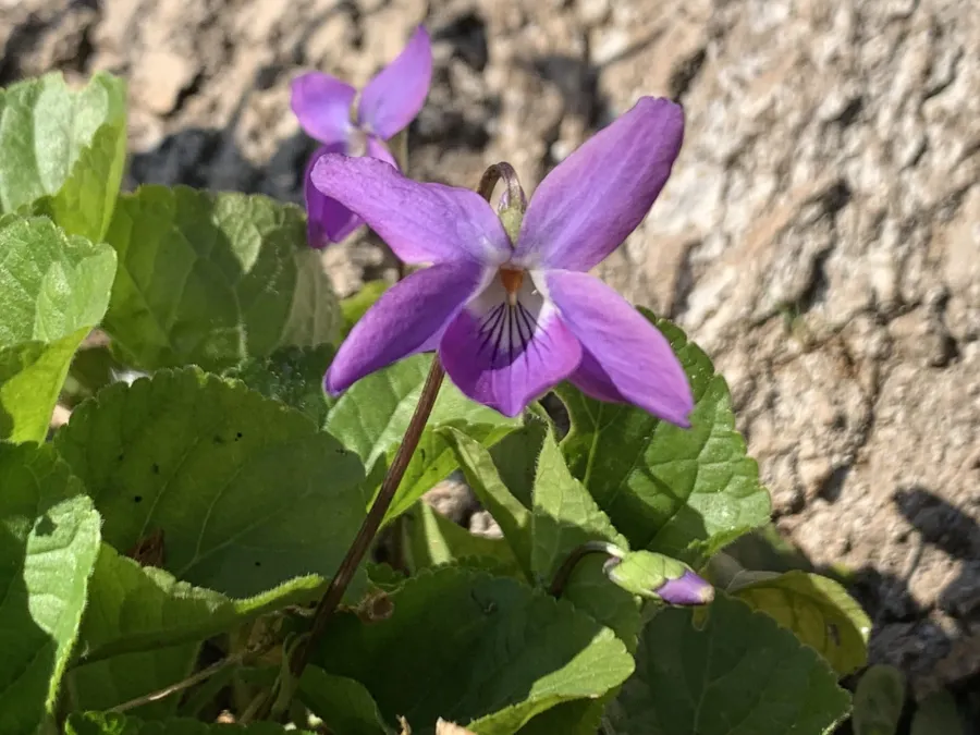 Viola alba