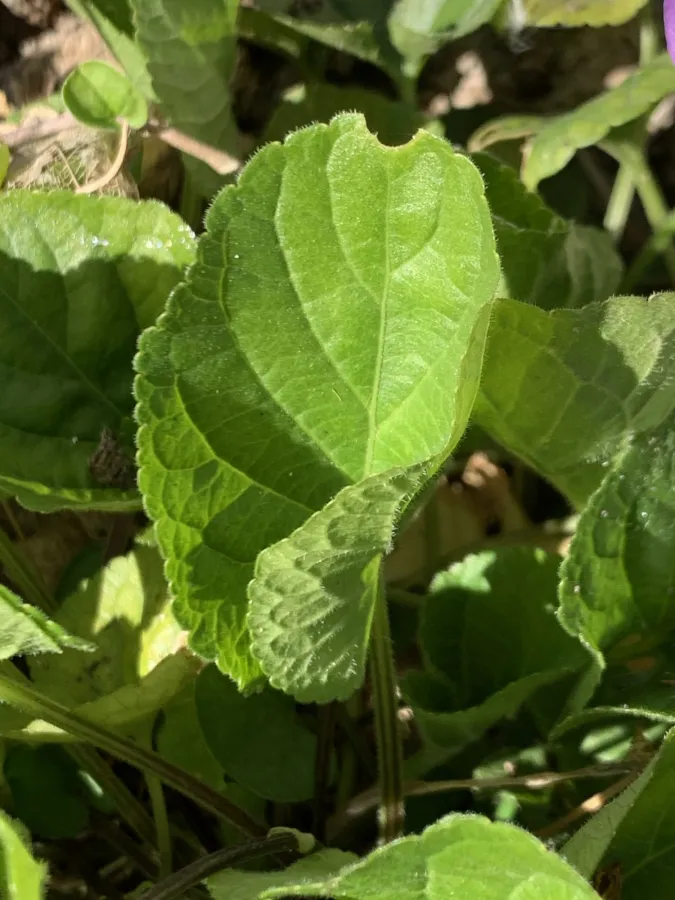 Viola alba