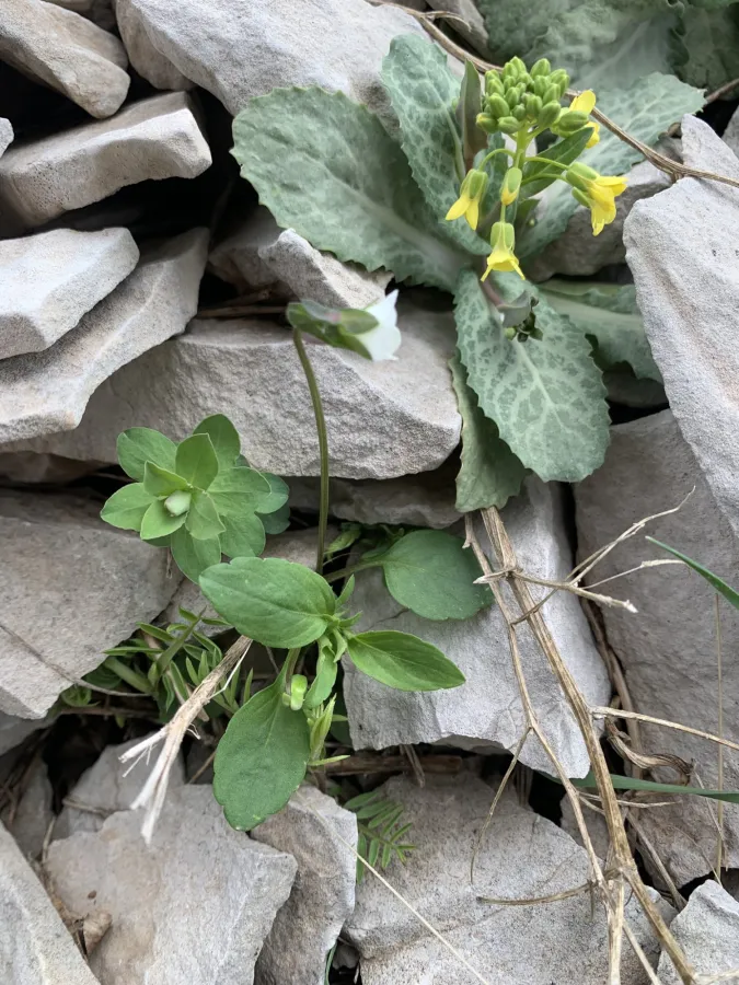 Viola occulta
