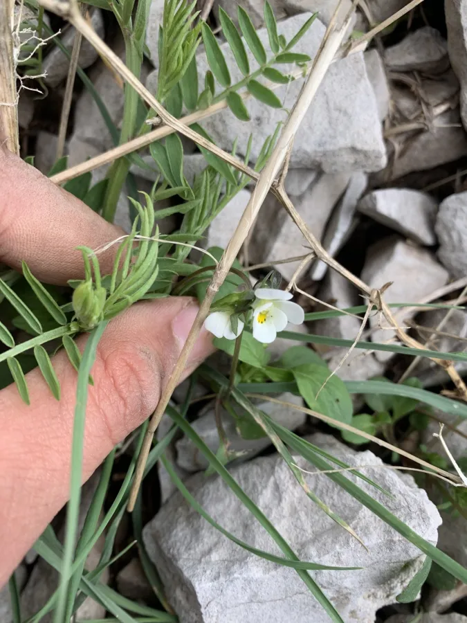 Viola occulta