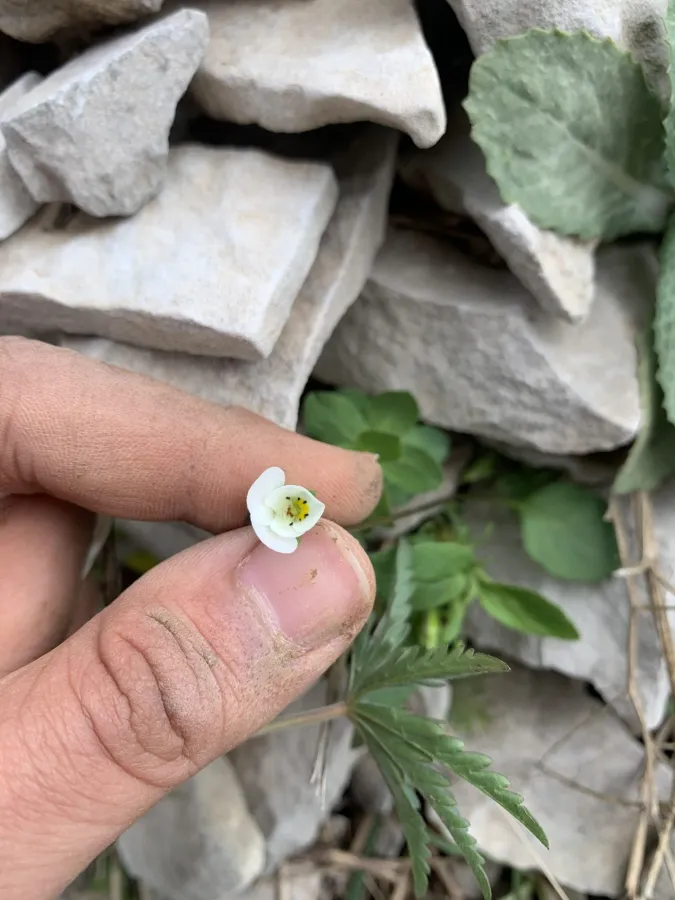 Viola occulta