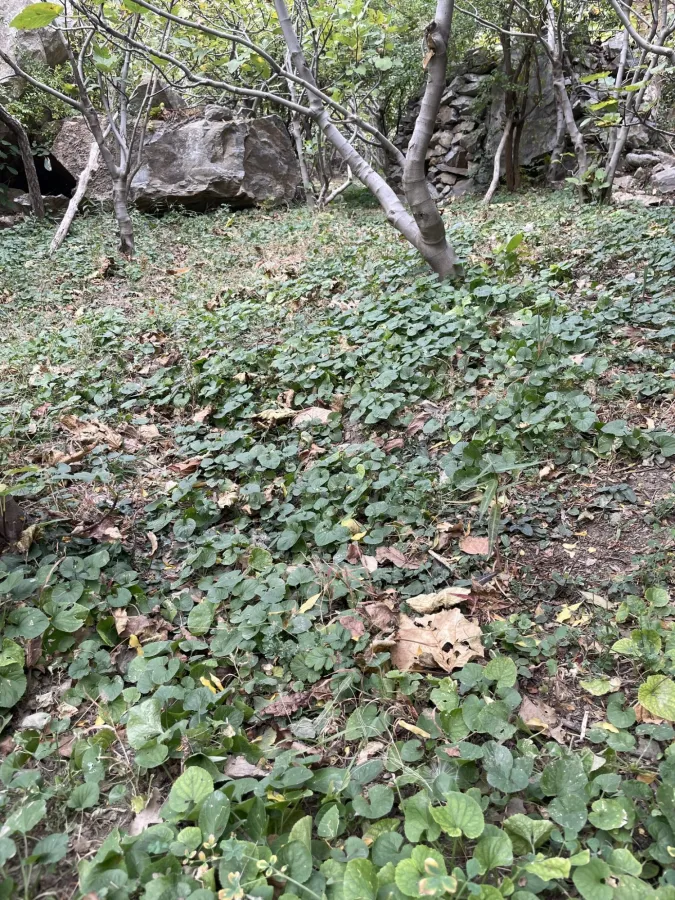Viola odorata