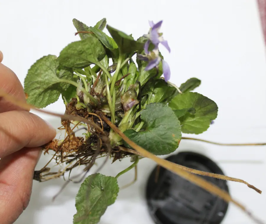 Viola odorata