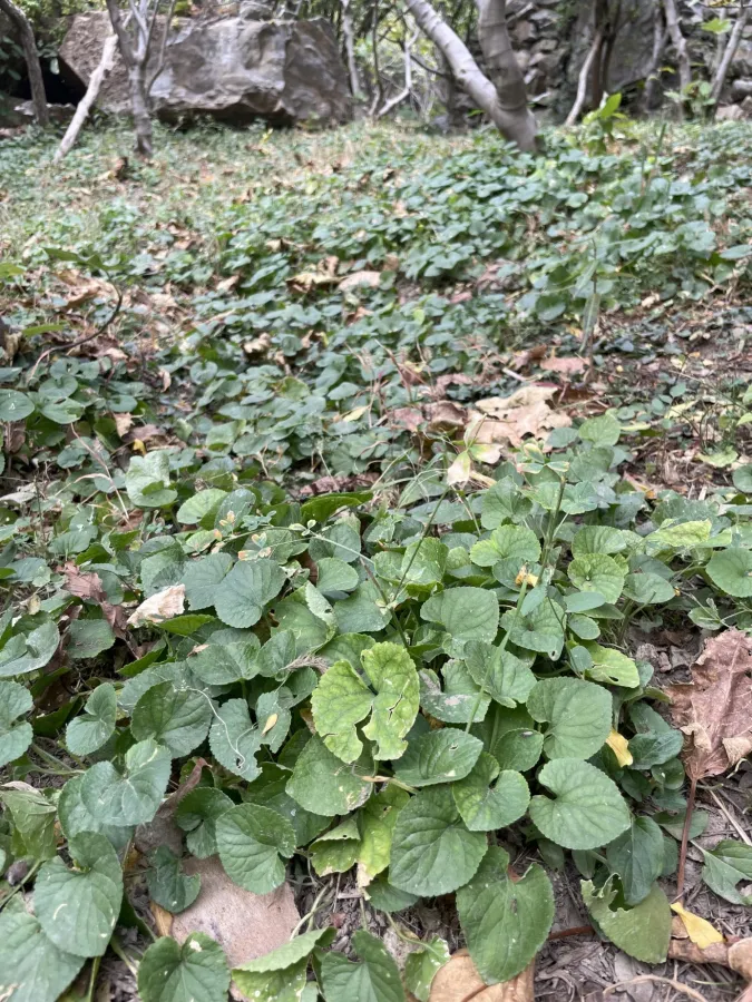 Viola odorata