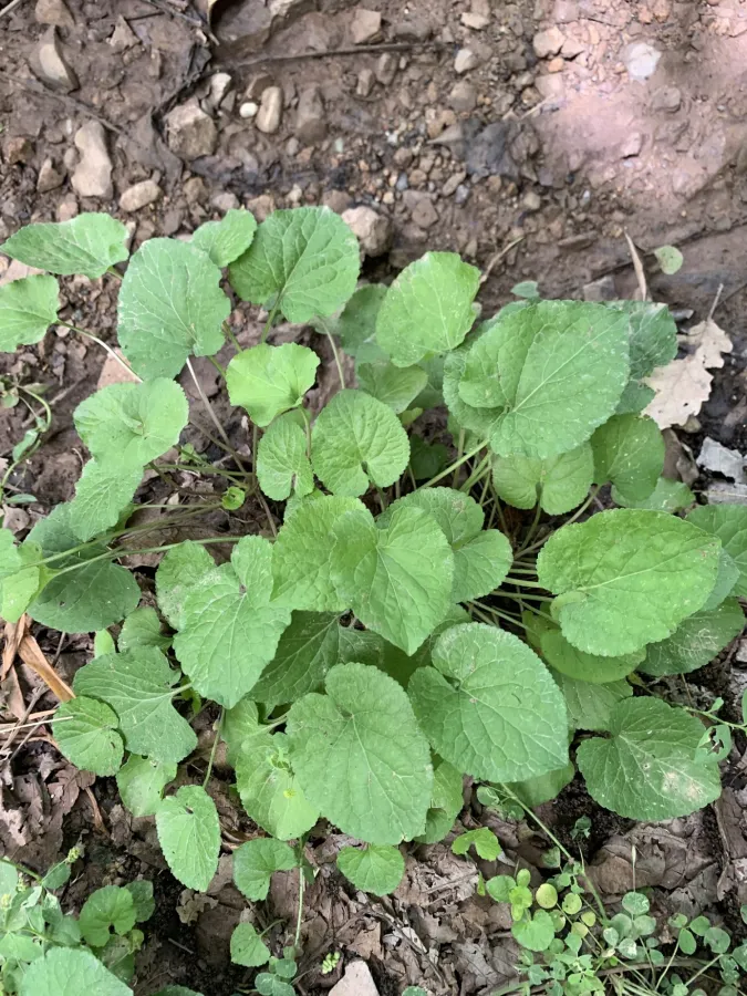 Viola odorata