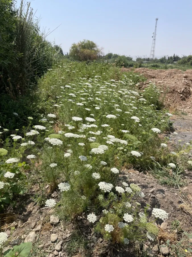 Visnaga daucoides