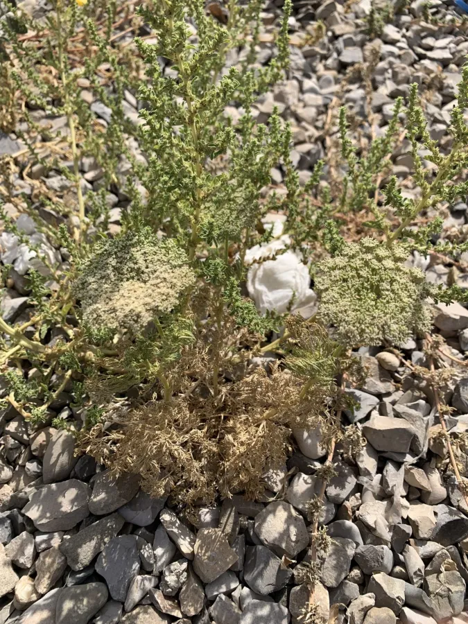 Visnaga daucoides