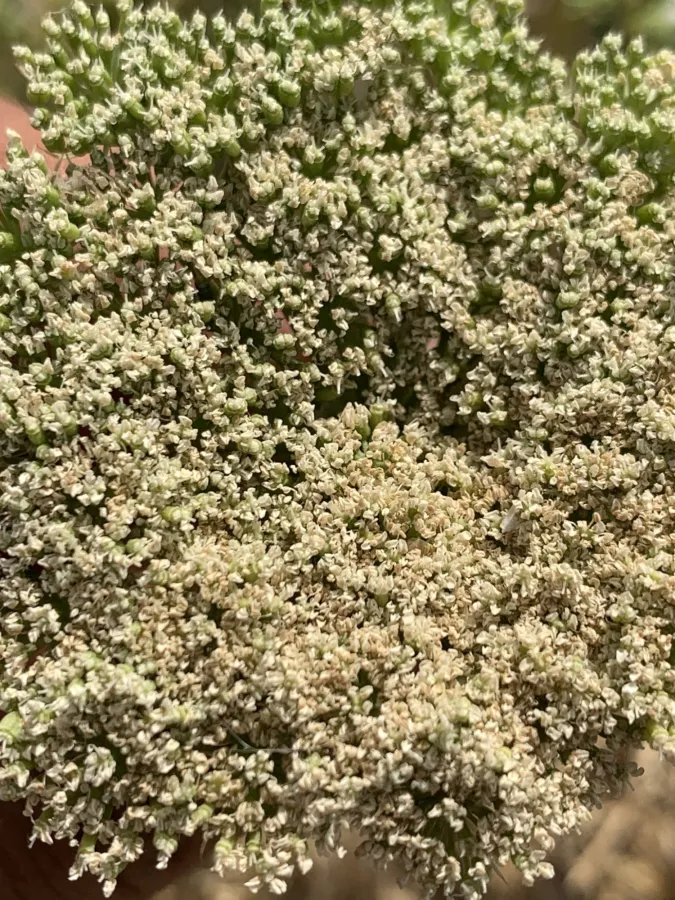 Visnaga daucoides