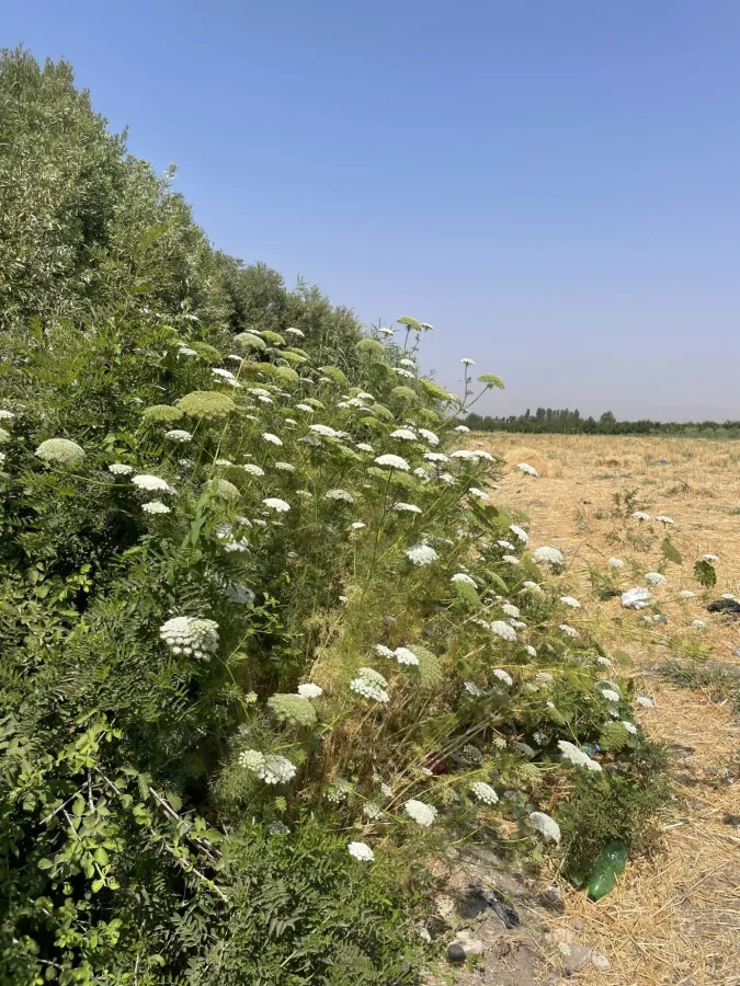 Visnaga daucoides