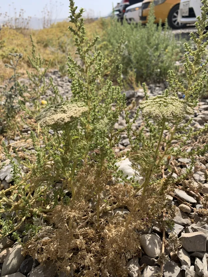 Visnaga daucoides