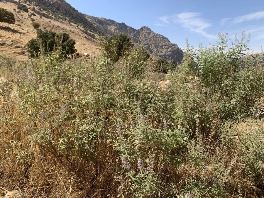 Vitex agnus-castus