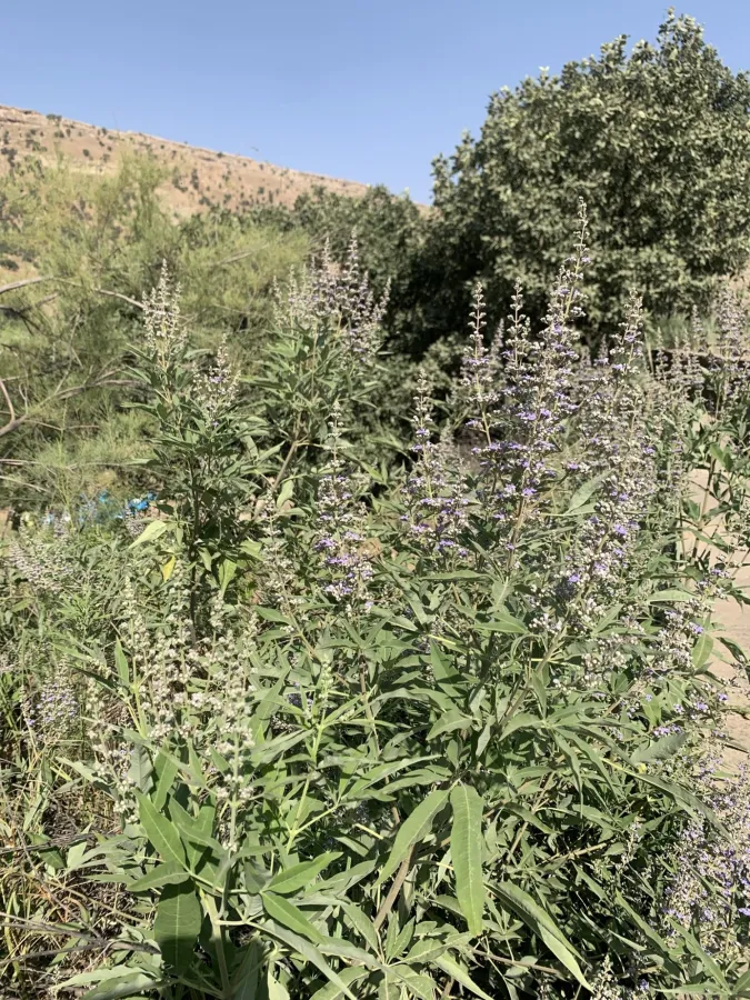 Vitex agnus-castus