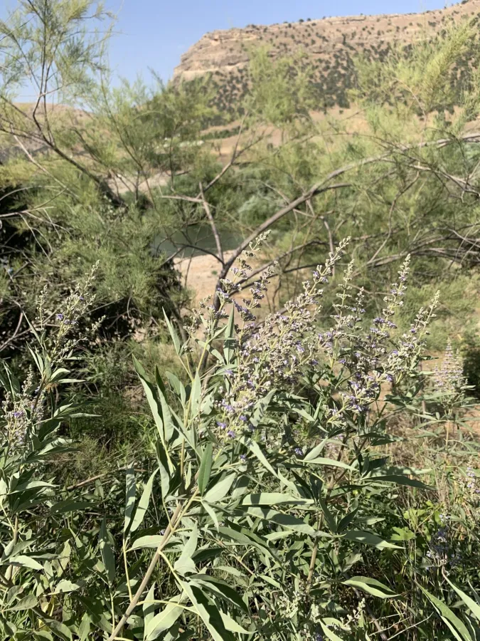 Vitex agnus-castus
