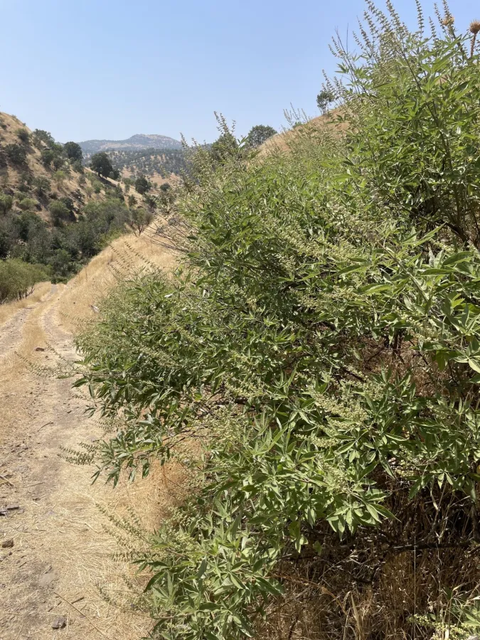 Vitex agnus-castus