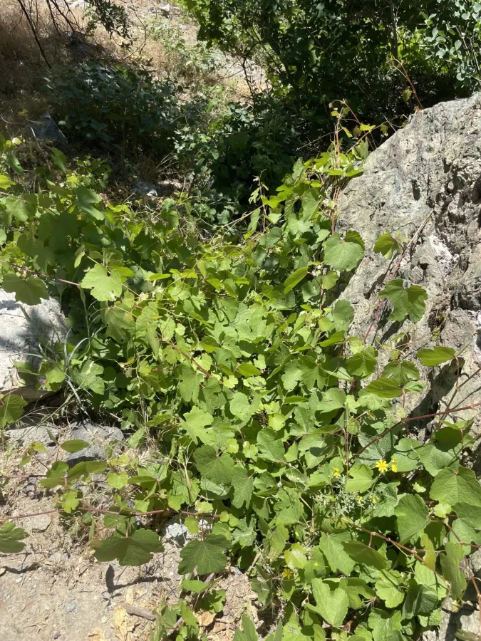 Vitis hissarica