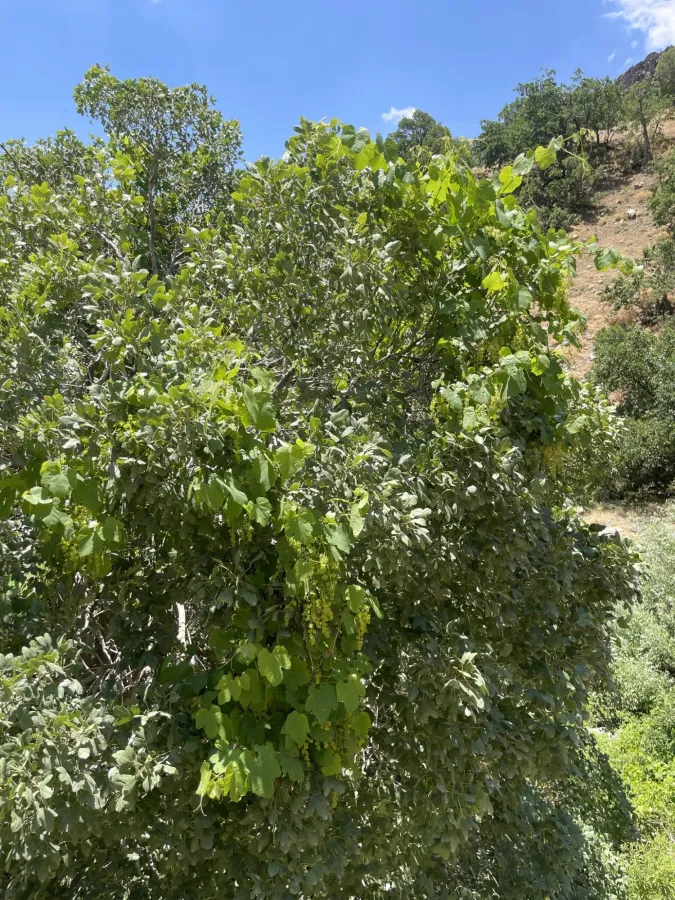 Vitis hissarica