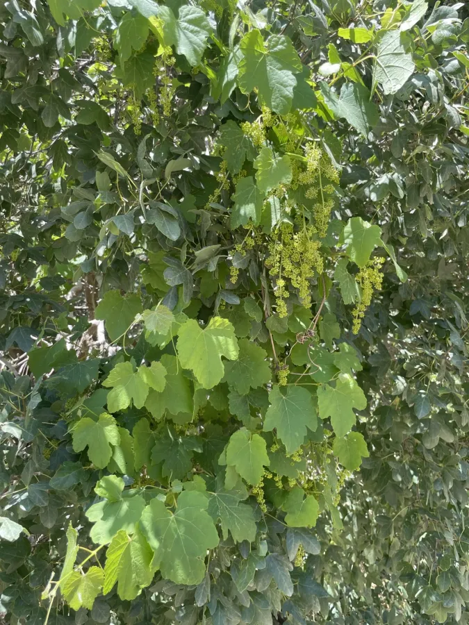 Vitis hissarica