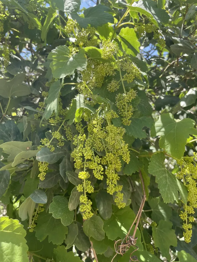 Vitis hissarica