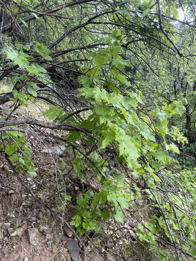 Vitis vinifera