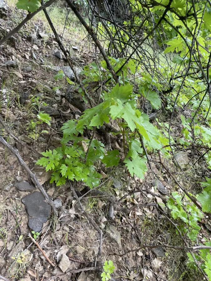 Vitis vinifera