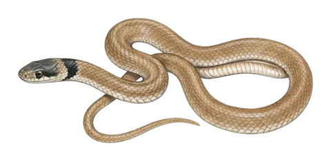 Western Dark-headed Dwarf Racer
