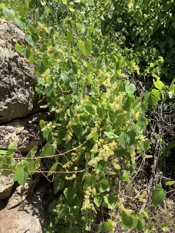 Vitis vinifera