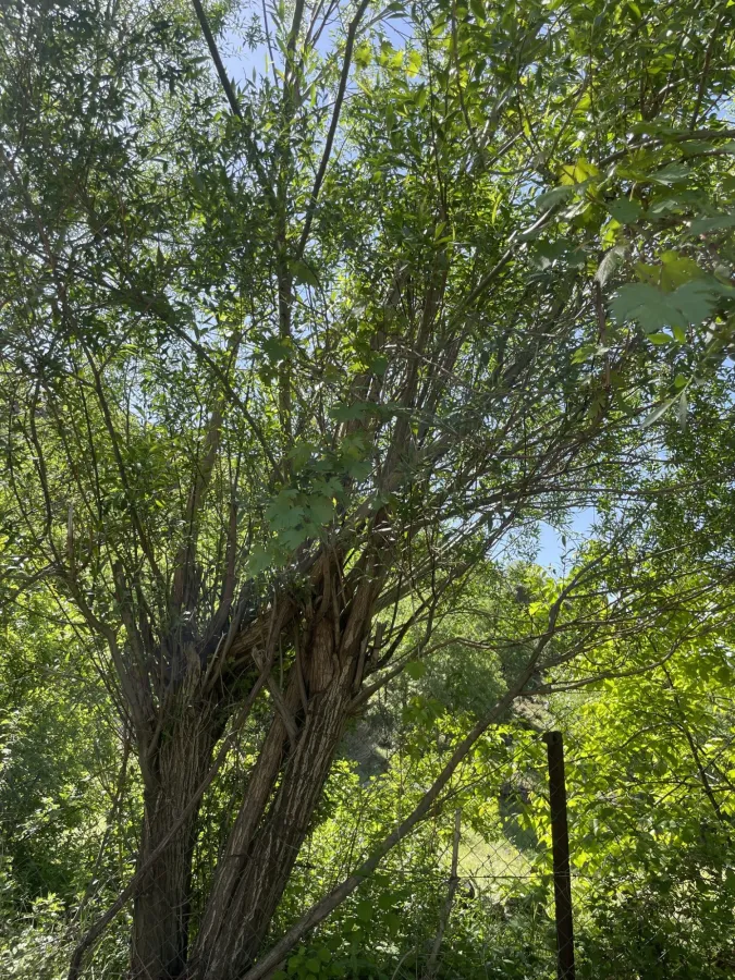 Vitis vinifera