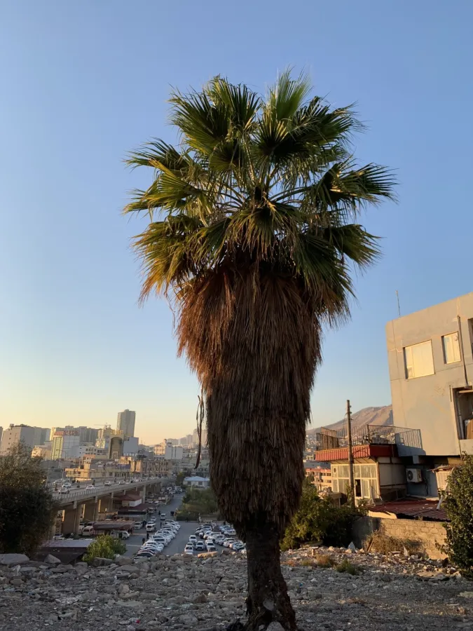 Washingtonia filifera